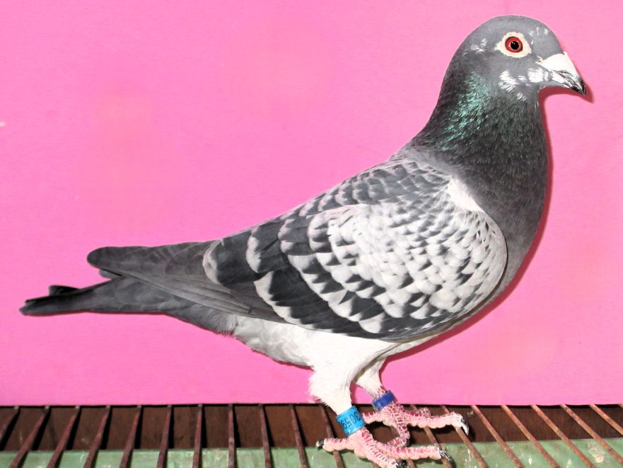 Pigeon Auction - 鳩生体
