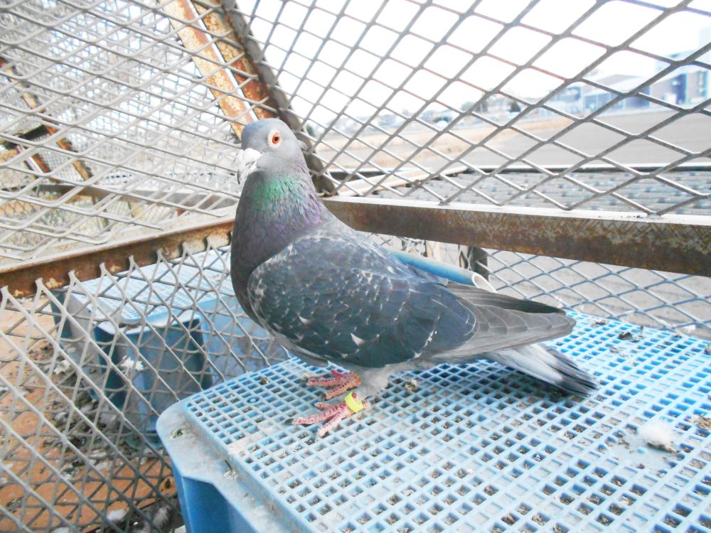 ���Ɏ픵�@�╣�t�@���f�E�F�Q���@19-8777�@DC�@���@�`��