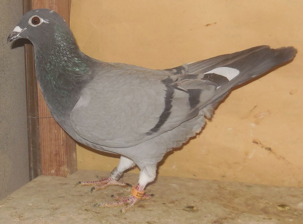 �M�d�Ȕj�V�r�n�i���S�[�h���n�j�i�c���E�c��щp�i���Ɂj�@���X�@(�Ⴞ��܃��t�g)