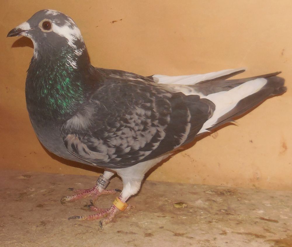 ���e��˔��ɍ쒷�����nGN�D�����@���X�@�i���{�̍ŗD�G���ɔ�c�P�����ɍ�j�Ⴞ��܃��t�g