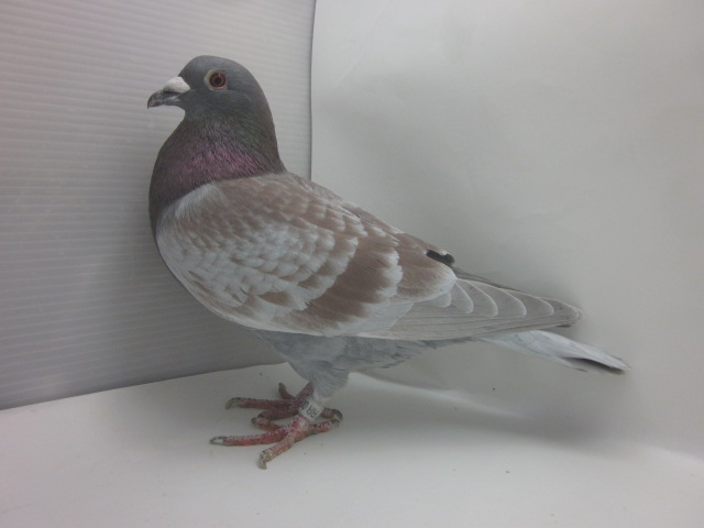 �������y���M���[�ߐe�n