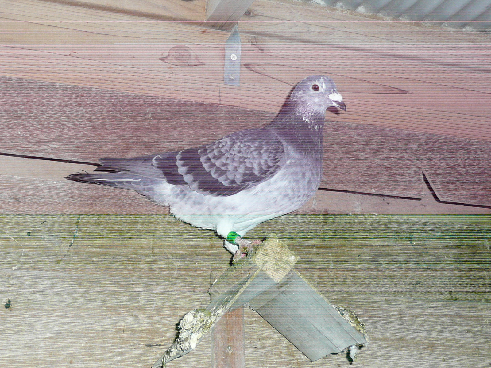 01-01 ���y�p�[�}��