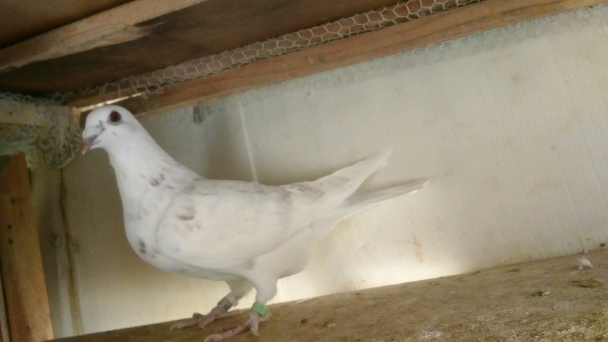 ���N�̑����n�@2025��