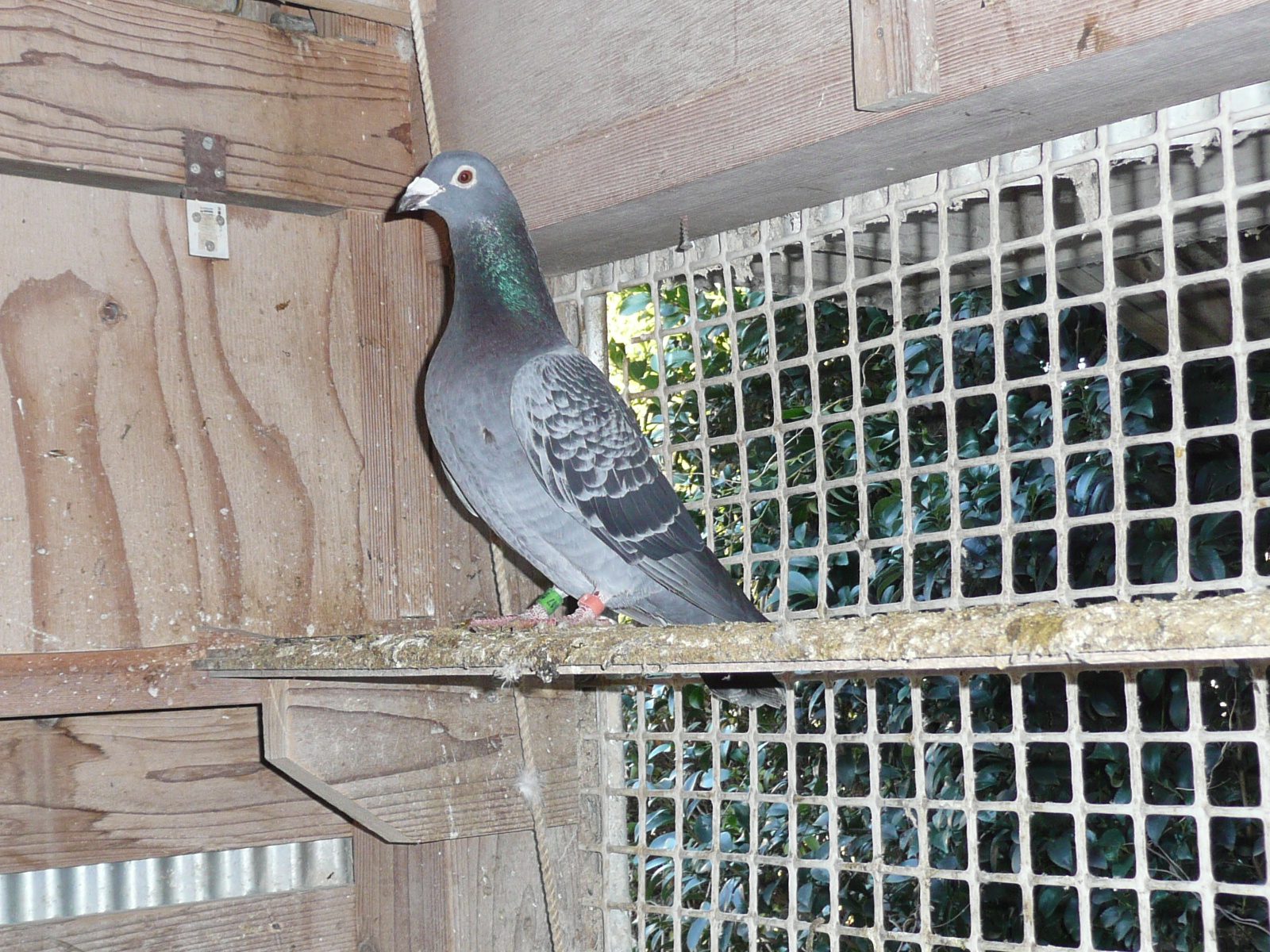 Pigeon Auction - 鳩生体