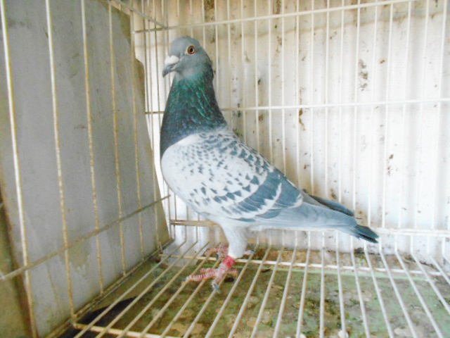 Pigeon Auction - 鳩生体