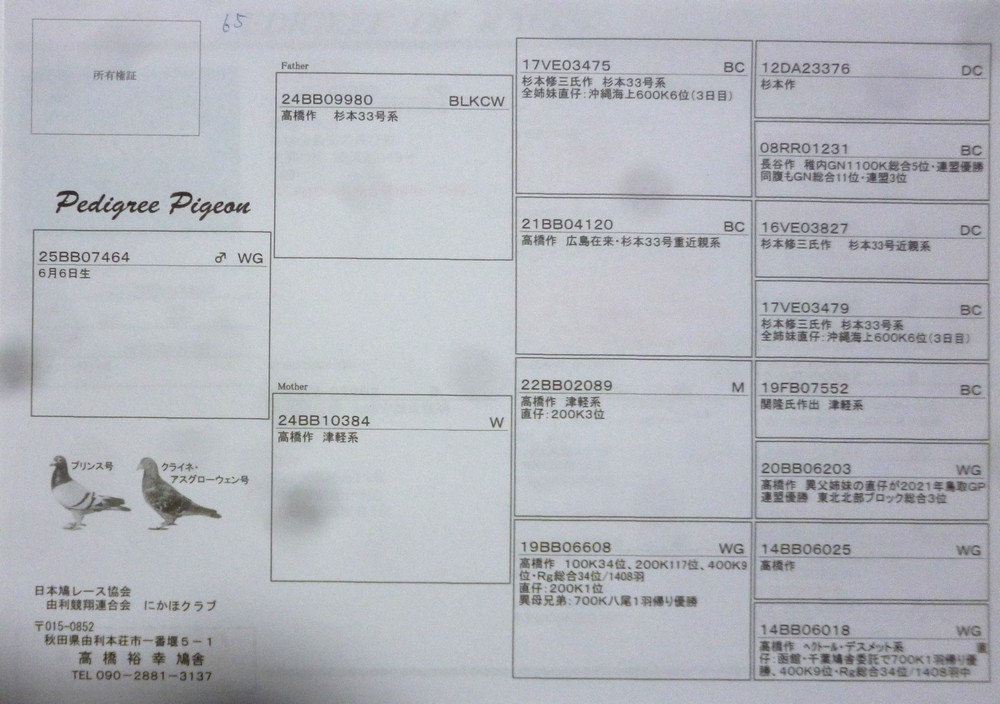 Pigeon Auction - Fー65 WG 広島在来・津軽系