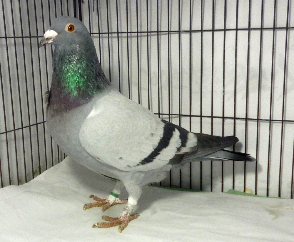 �e�[�U�W�@���R�n