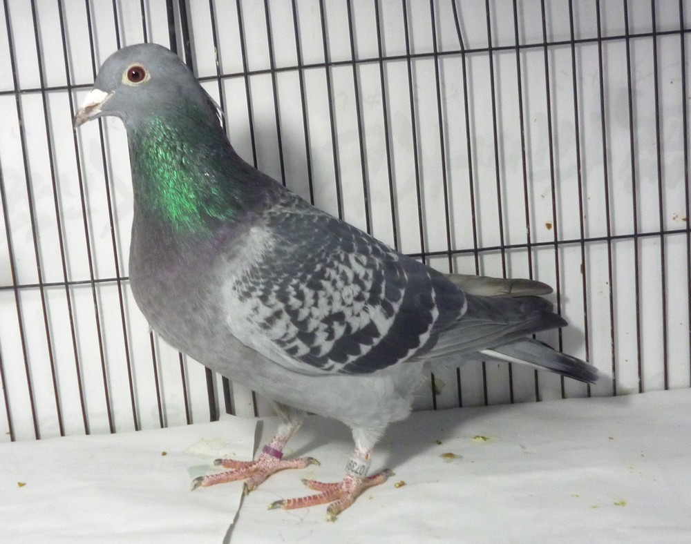 �e�[�V�O�@�u�����b�w�}���@�I���n���E�~���n