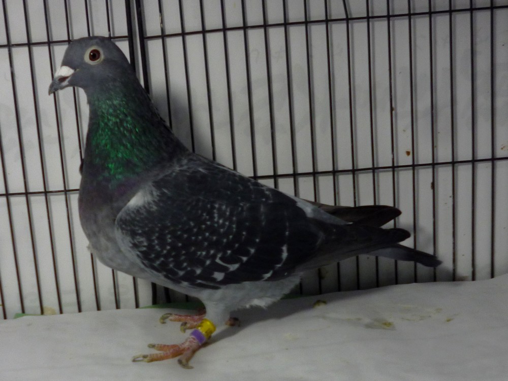 �e�[�W�Q�@�����������n�i�n���̓f���o�[���j