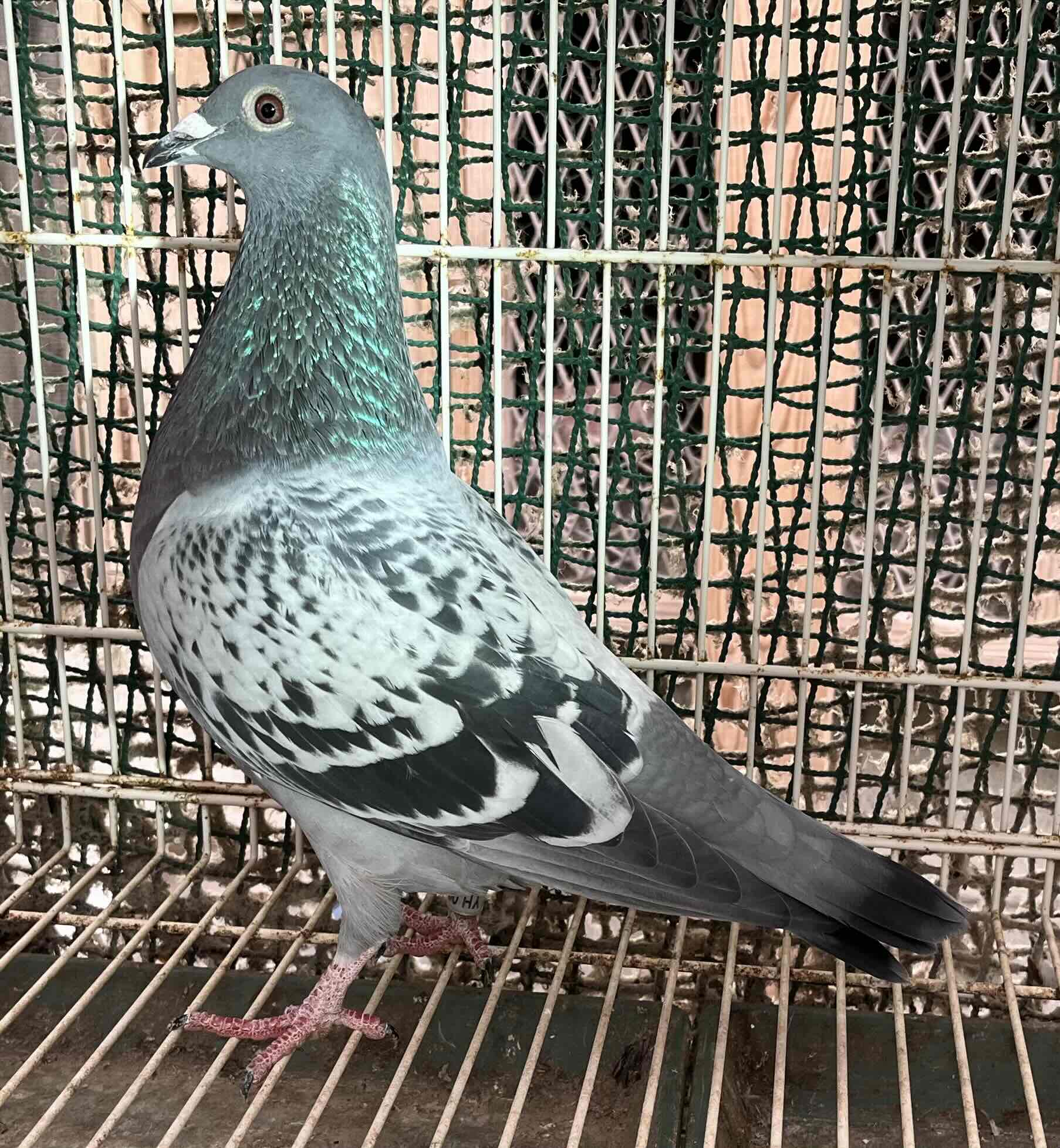 �y���[�}�j�A���������n�z�w���N���X�����t�F�j�b�N�X���F����