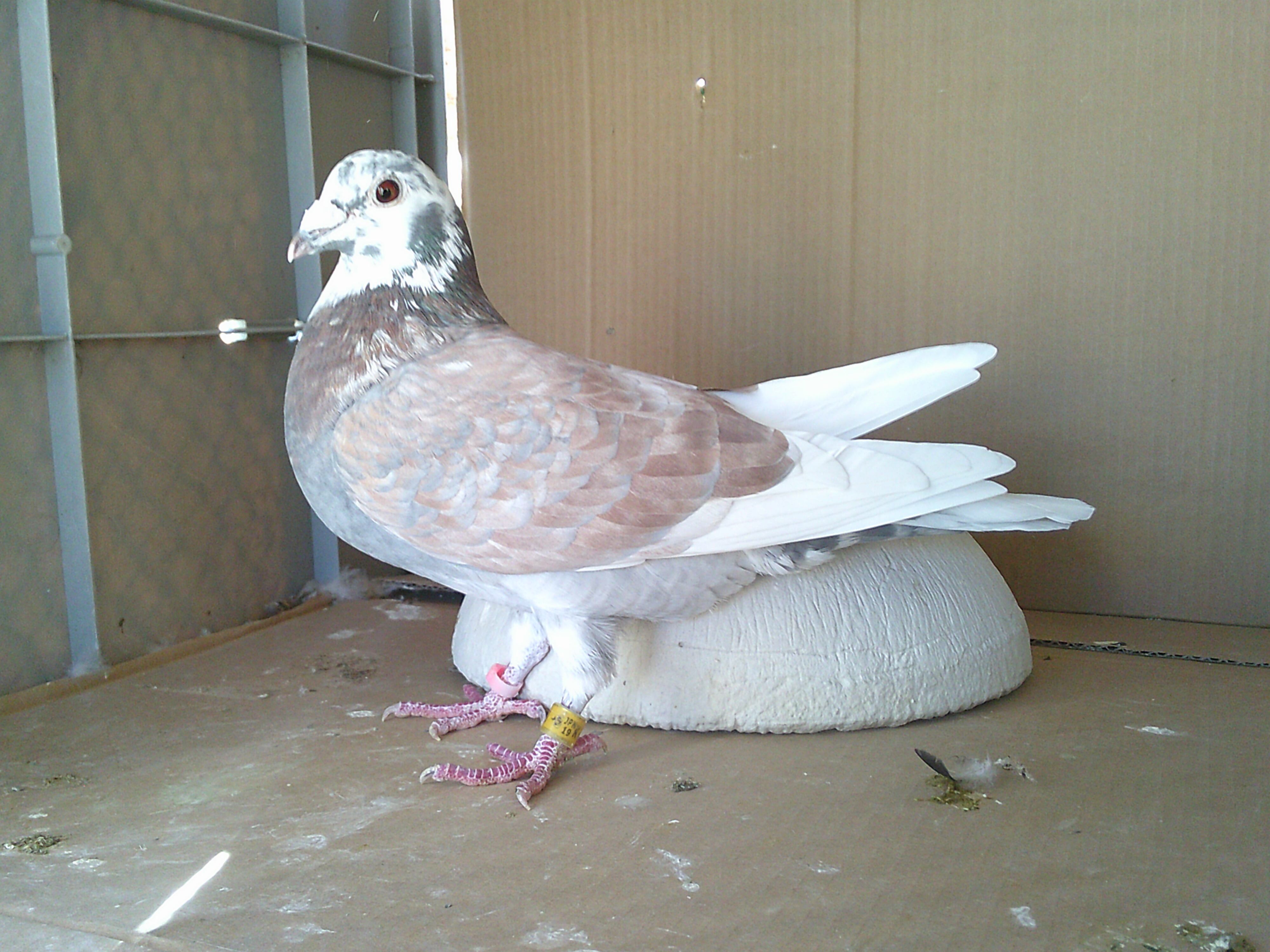 Pigeon Auction - 新着商品