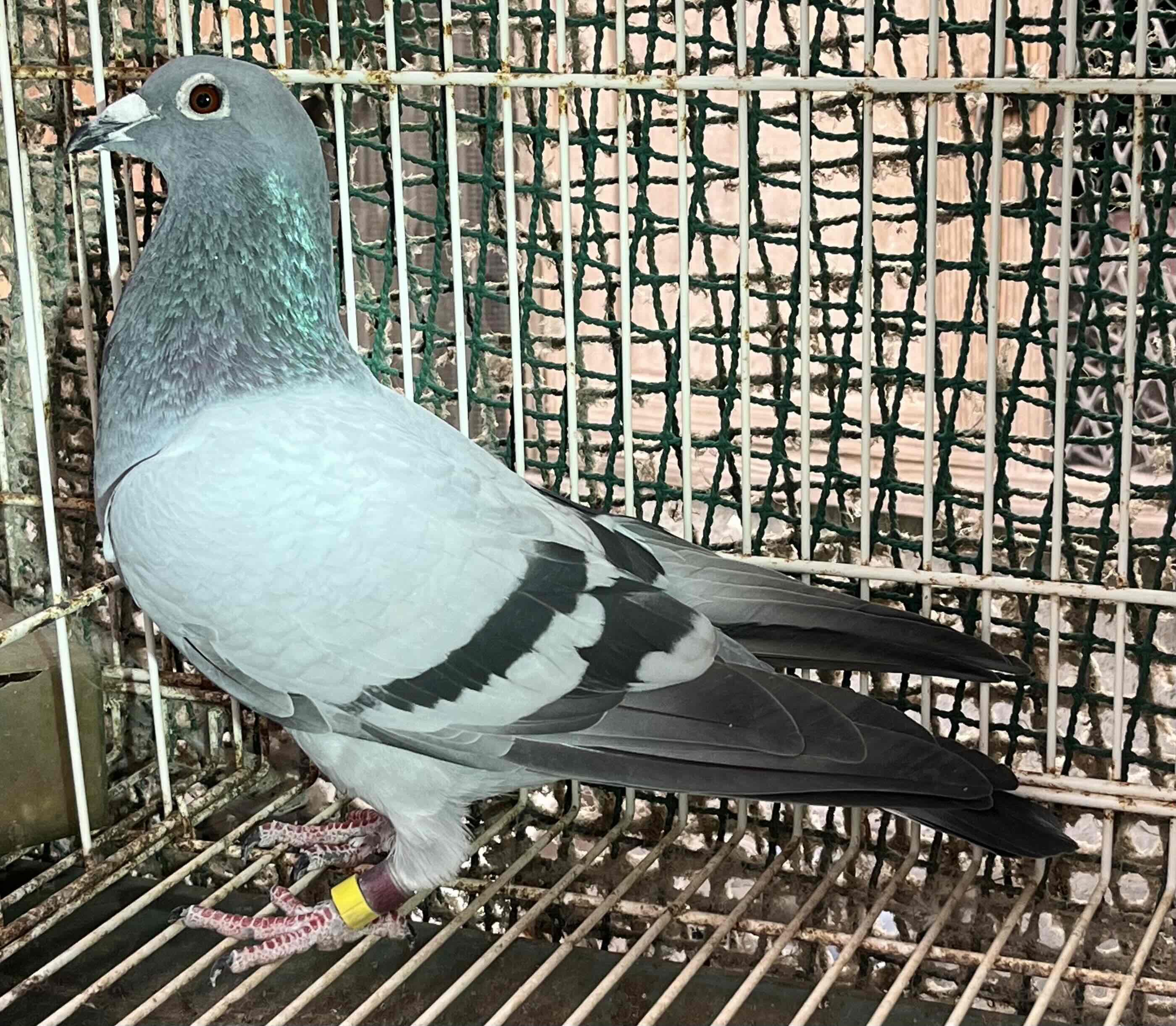 Pigeon Auction - 新着商品
