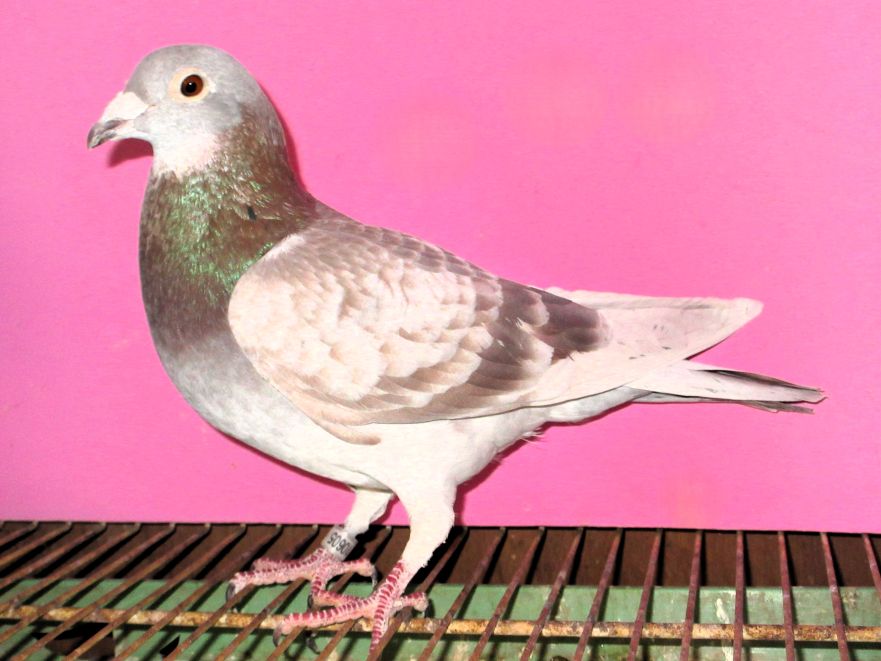 �����@�E�h���̑��~�f�Y���b�g�E�}�^�C�X�� RC ��