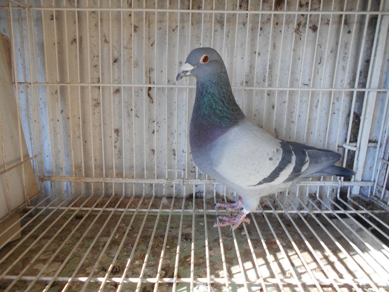 ���Ɏ픵�@�x���M�[�k�씵�Ɂ@�V���g���[�D���@�C���i���e✖���@22-7251�@B�@���@�`��