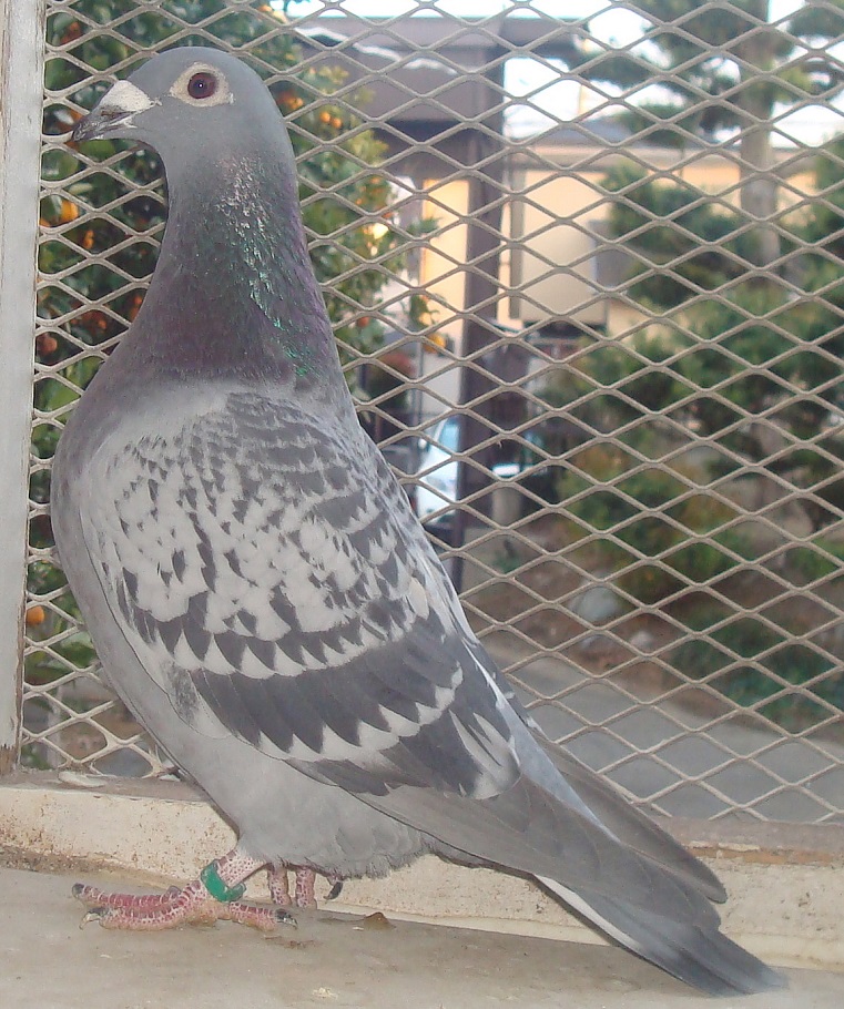 �����t�@�[�X�g�t���C�g�����Z���@�S�Ė����̃��C��