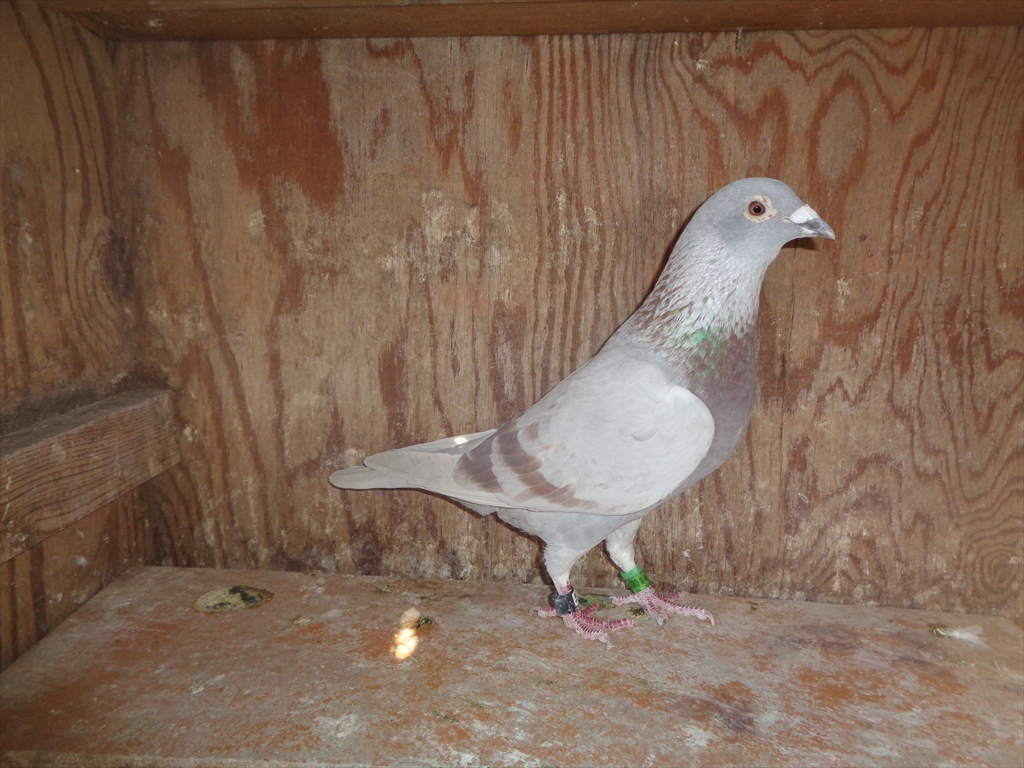 18MB08536�@�r�@���@800K�n��7��