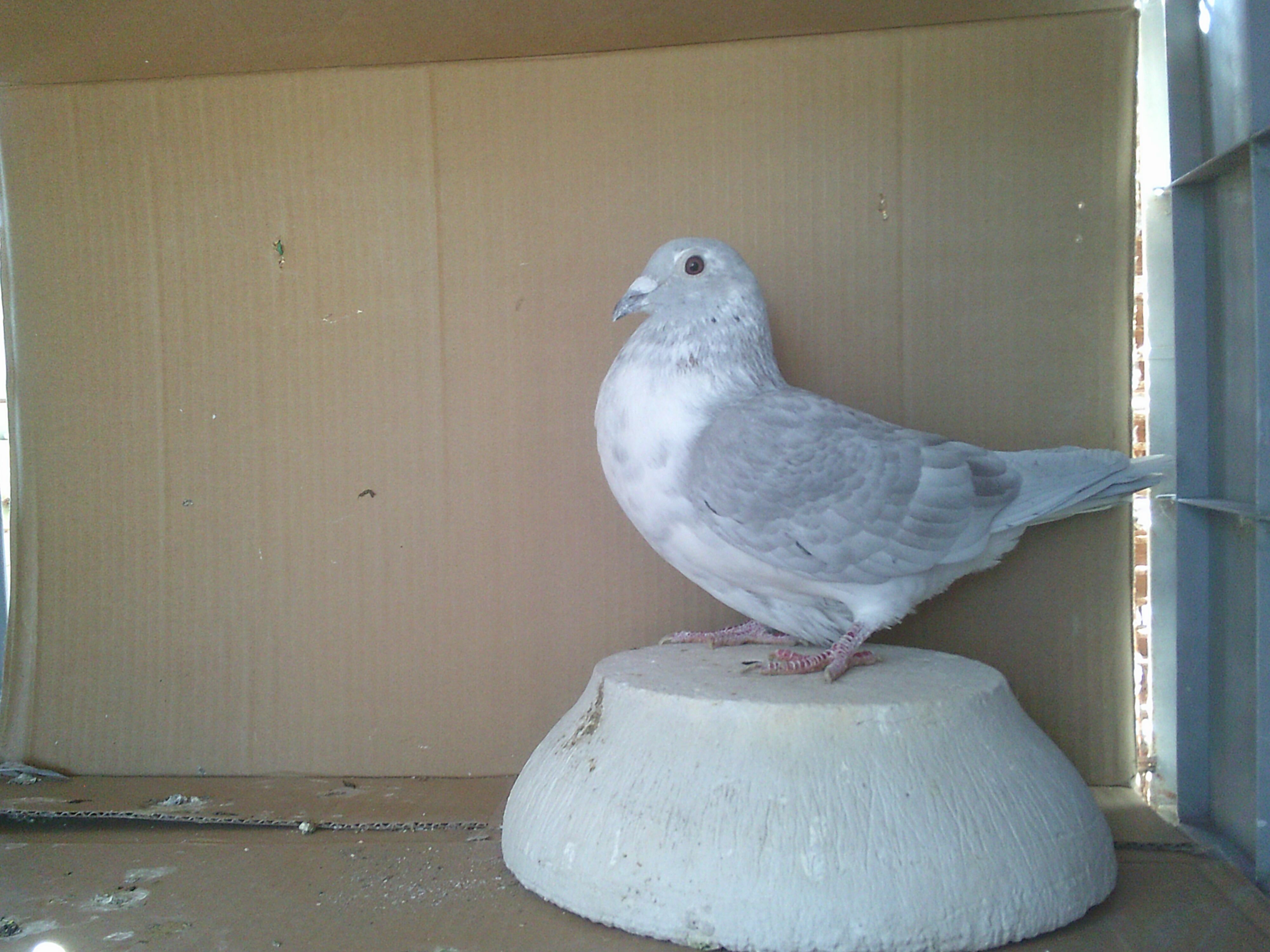 �ɓ��V�I�����F�@�o�[�����X�r�@�I�X