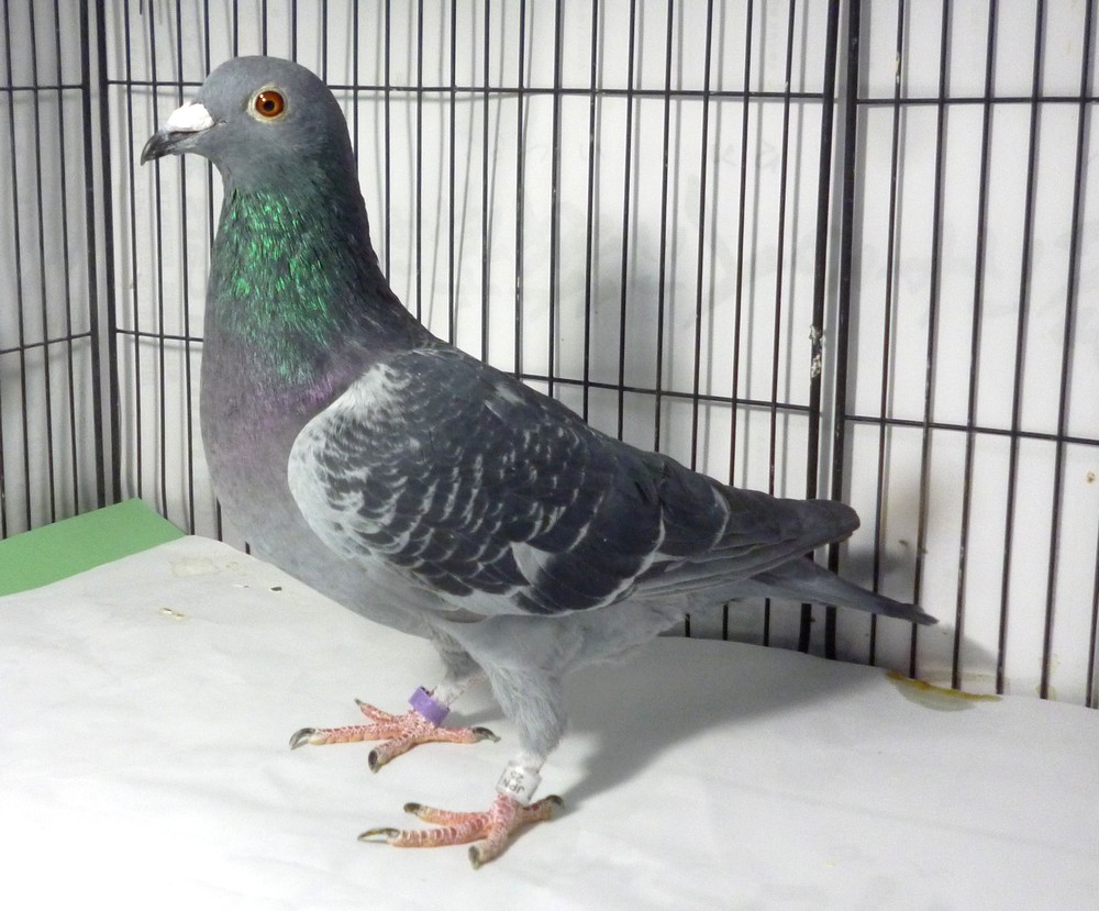 �e�[�X�O�@���������ɋ�������J�J�C�p�[�n