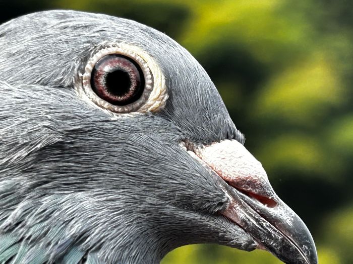  ���o�����[�s�W�������Q�S�i�g�O�Q�X�U�P�@�X�g�b�N�o�[�h