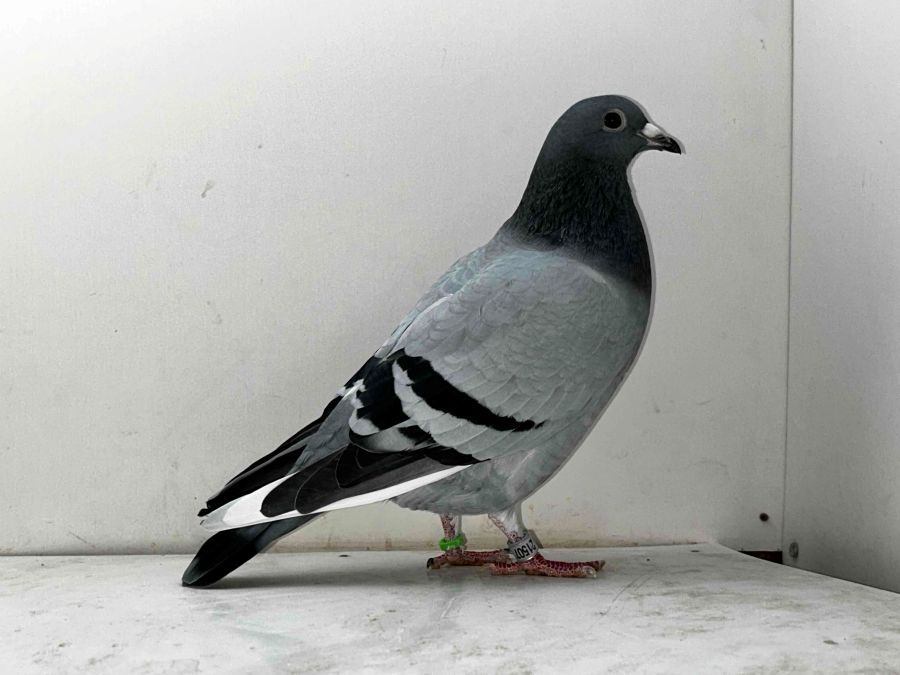 ���o�����[�s�W�������@���t�@���_�C�N�@�L�[�u�����r�N�g���[Jr�����e�I