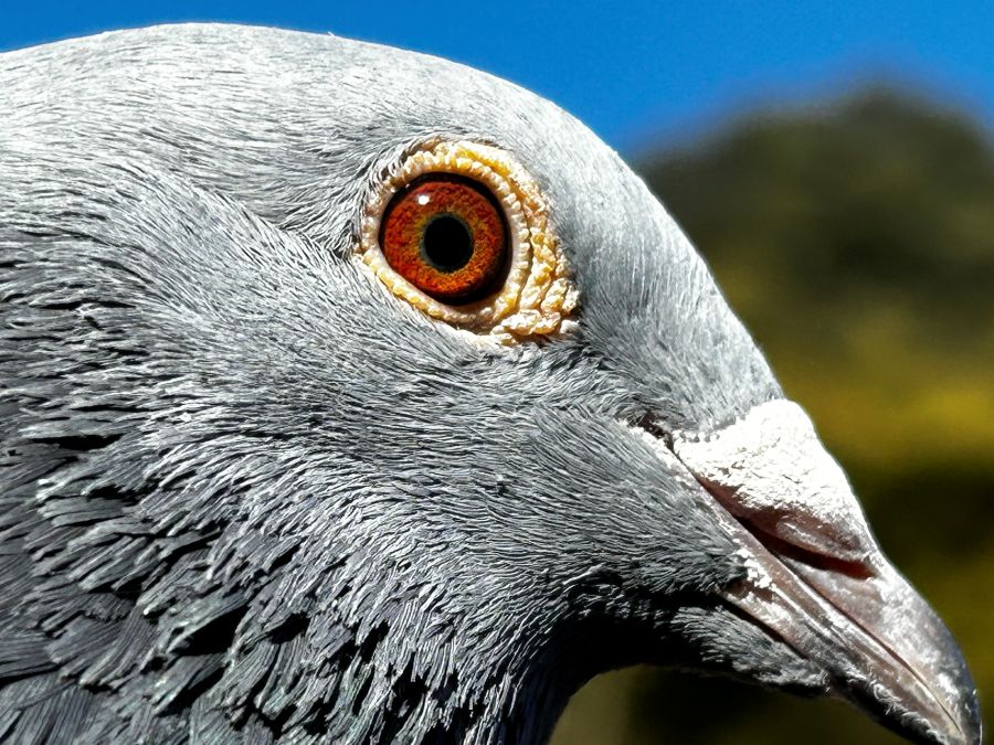 �������o�����[�s�W������6��A�������D���I�@�`���̋e�L���̋ߐe�z��