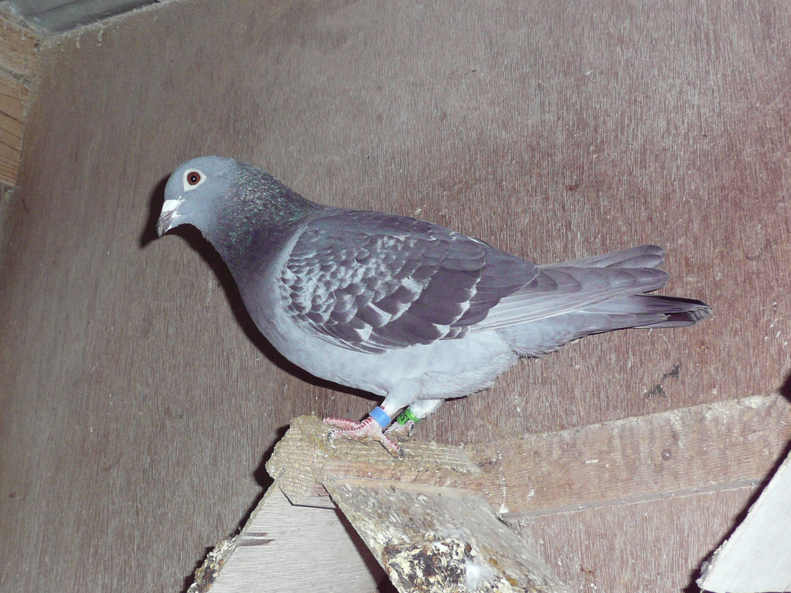 02-01 �G�W���o���n�ߐe