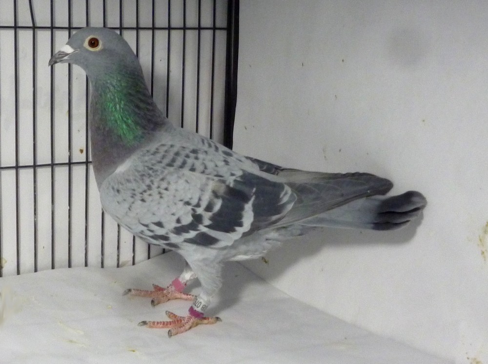 �e�[�P�Q�@���[�������n