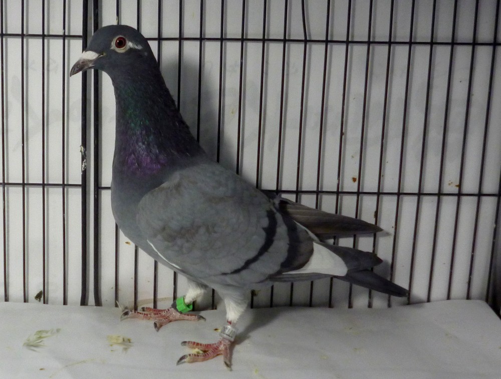 �e�[�P�U�@�j�V�r�E����S�O�O�E㋖�n