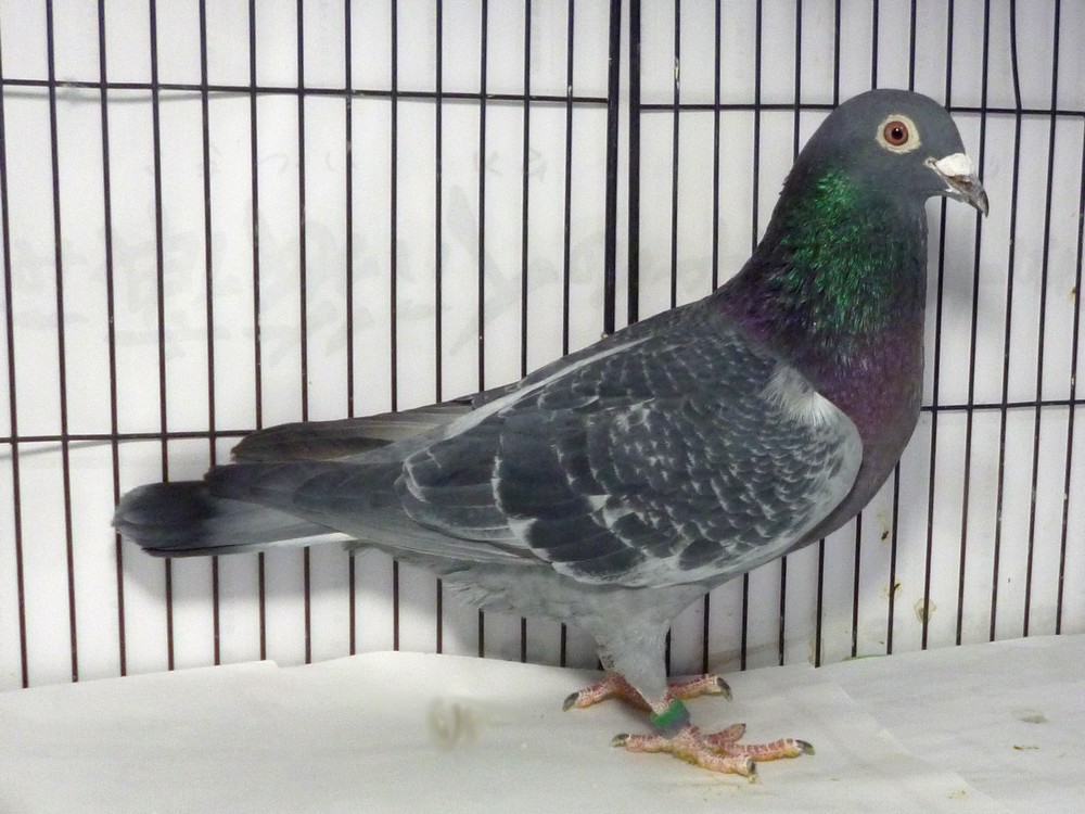 �e�[�Q�X�@�l���j�V�r�E�T�E�X�G���n