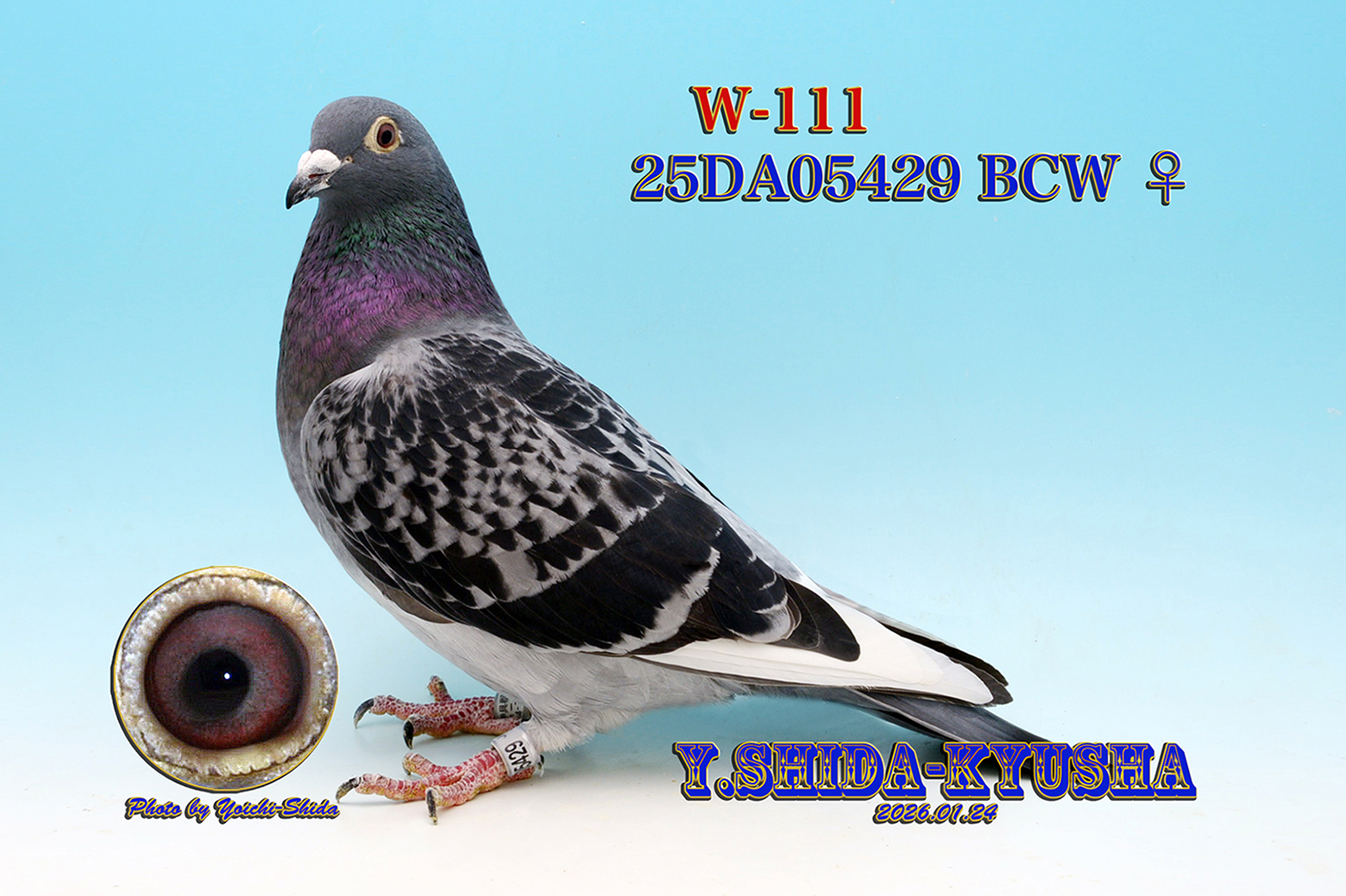 😀㊕W-111 ��������ы؃����Z���Z�� �����O �V�����e���[�n❎��h���[�����S�Z�풼�eAAA�n����