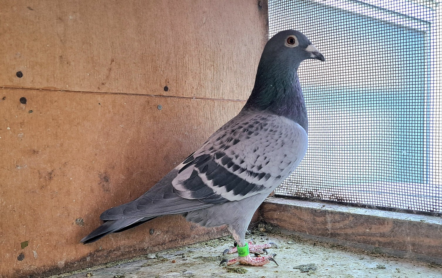 �o���Z���i���ܔ��~�k�씵�ɂ݂�Ȃ̃��|�X600k1��