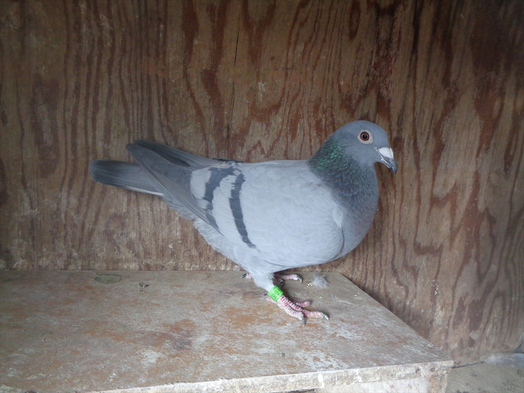 23KA08534�@�a�@���@�J���j�o�[���d�ߐe�@�@