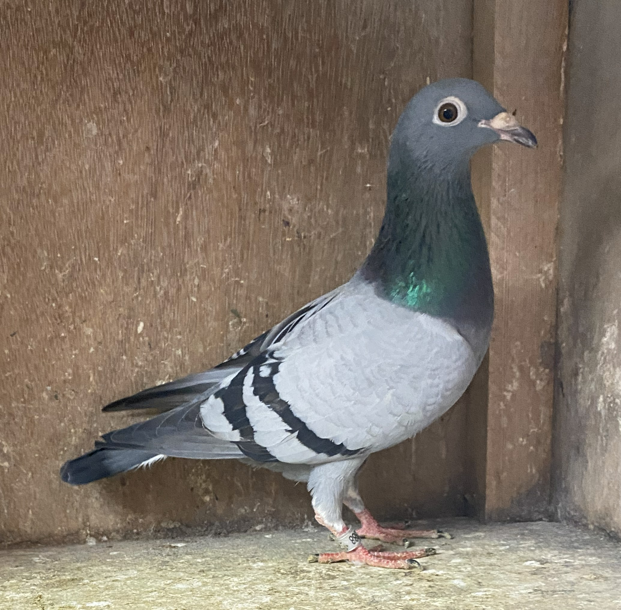  �f�u�N���Z��n�~�i�f�u�N���Z�탍�����X���e�~�f�u�N���Z��o���Z���i���܁j