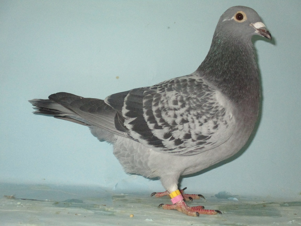 �R�[���E�f�E�n�C�f�̃X�[�p�[�N�����p�[�̑��~���C�b�g�P�O�O�O�j�����S�ʂ̖�