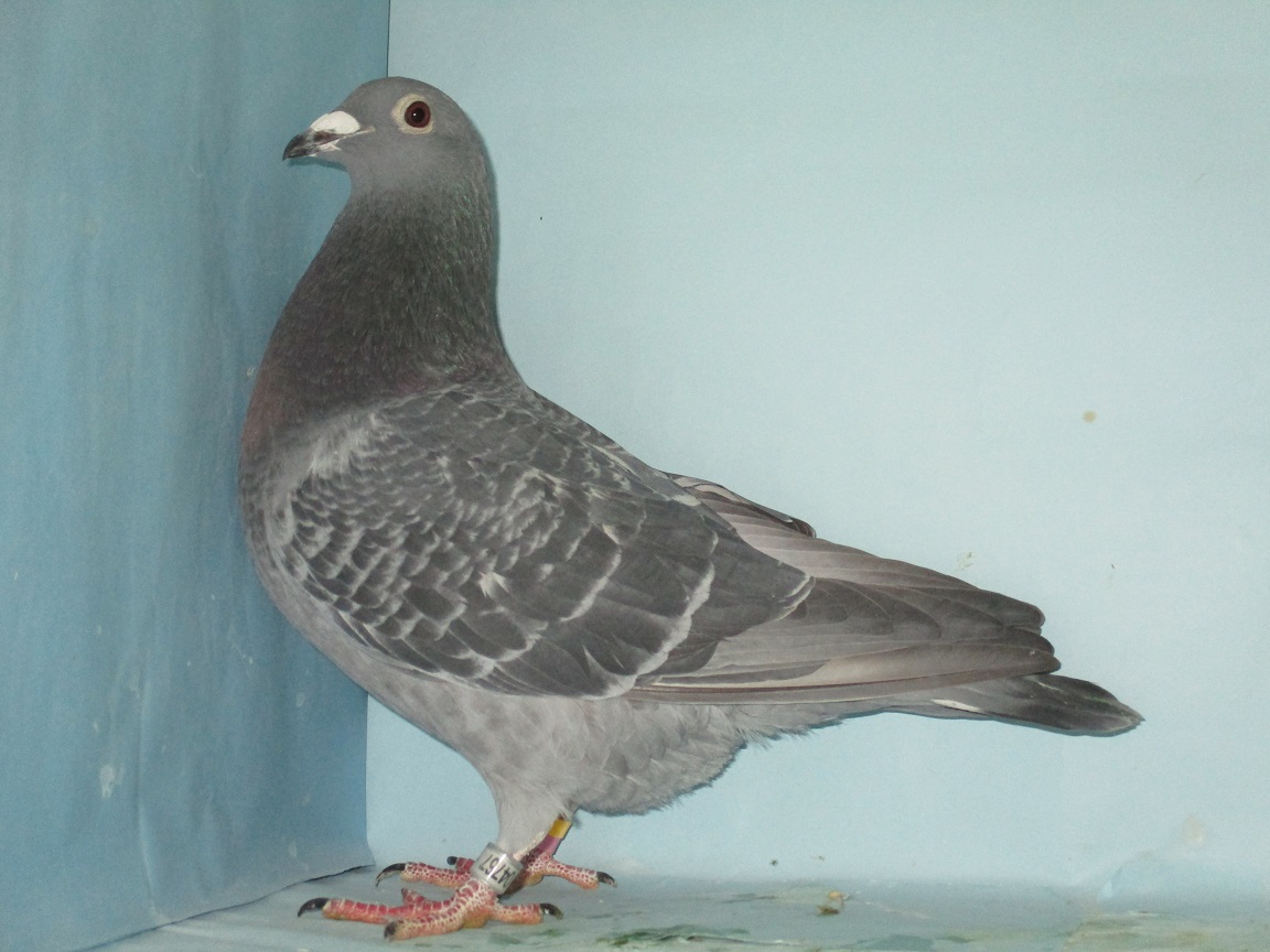 ���C�b�g�P�O�O�O�j�����V�ʒ��e�~���C�b�g�P�O�O�O�j�����S�ʖ�