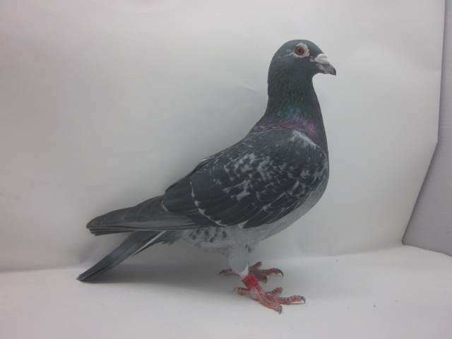 �󏭁����c�В���o�@�}���V�ƃO���O�̋ߐe�n