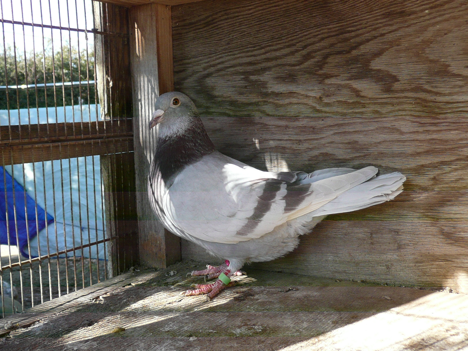 02-07 ���̖��� ���J