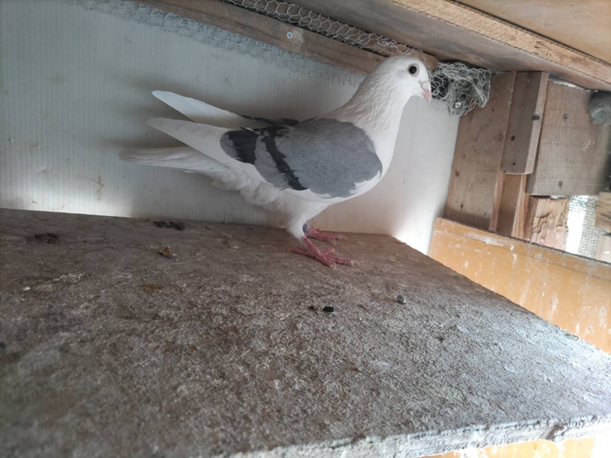 �Y��ȐF���Q�H�I�т�����z���C�g�u���b�N�o�[����΁�