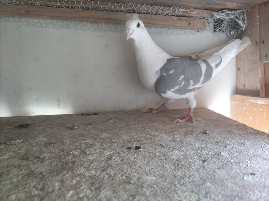 �o�X�`���n���Y��ȃz���C�g�o�[