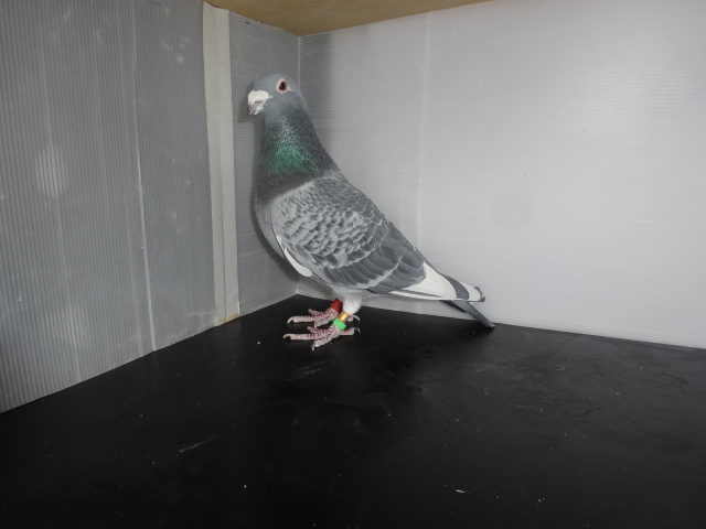 �P�V�N���܂�@���@���[���_�C�������h✕�o���Z���i�l���[