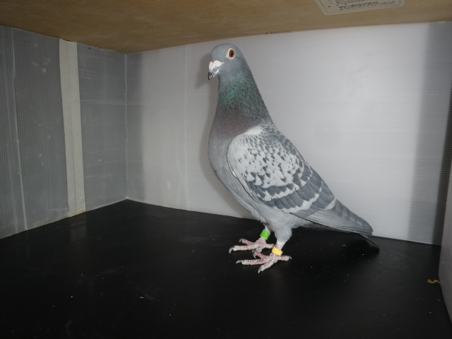 �Q�R�N���܂�@���@�P�X�N�����{GN�����V�Q��✕�Q�P�N�@���ܑ����X�ʓ����{GN���