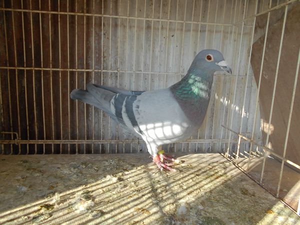 ���Ɏ픵�@�@�����Z��✖�@�n���[�@�@22-7251�@�@B�@���@�`�ځ@���^