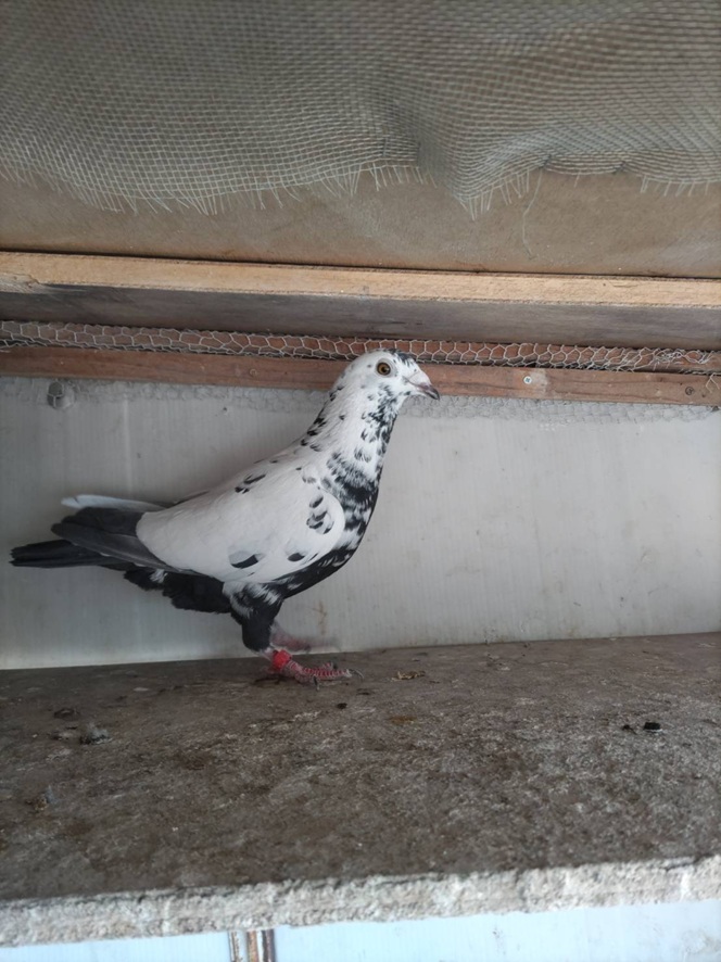 �Y��ȗA���n��΁@2025��