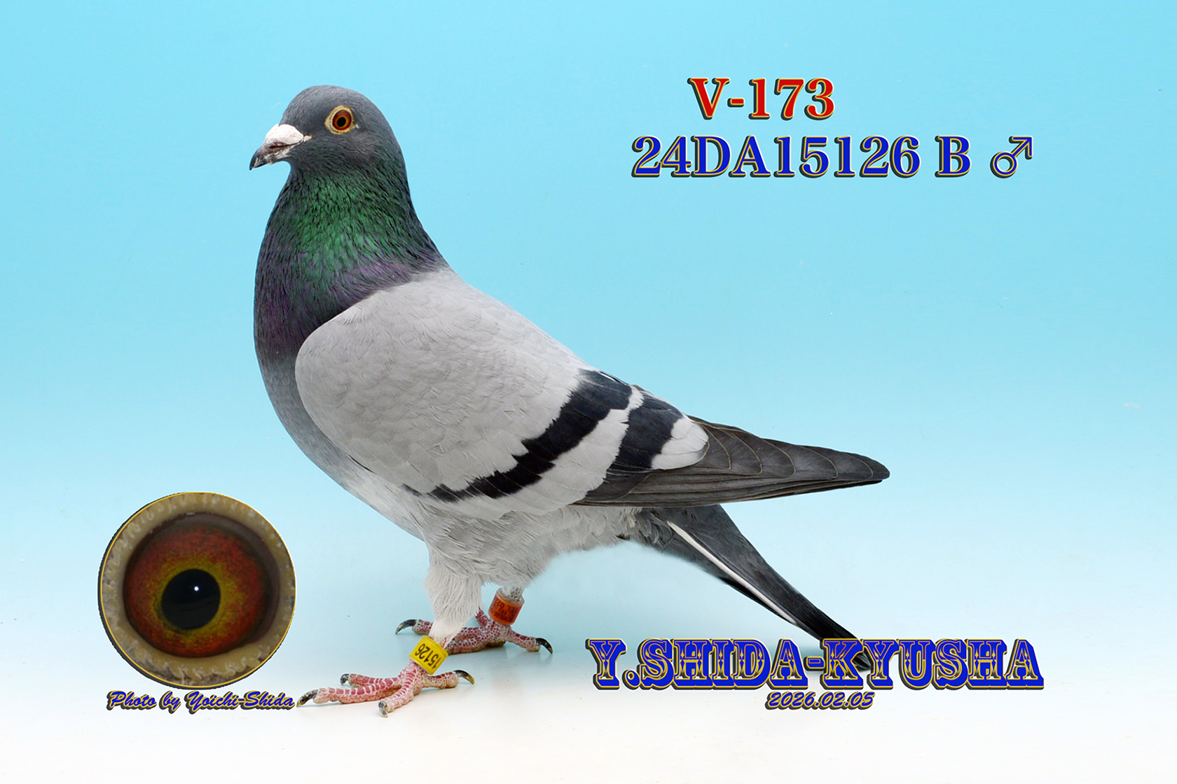 V-173 �����G�W���o���n�@�G�W���o��3�������e❎����400���E�ˍ��E���؂̉ԍ�����