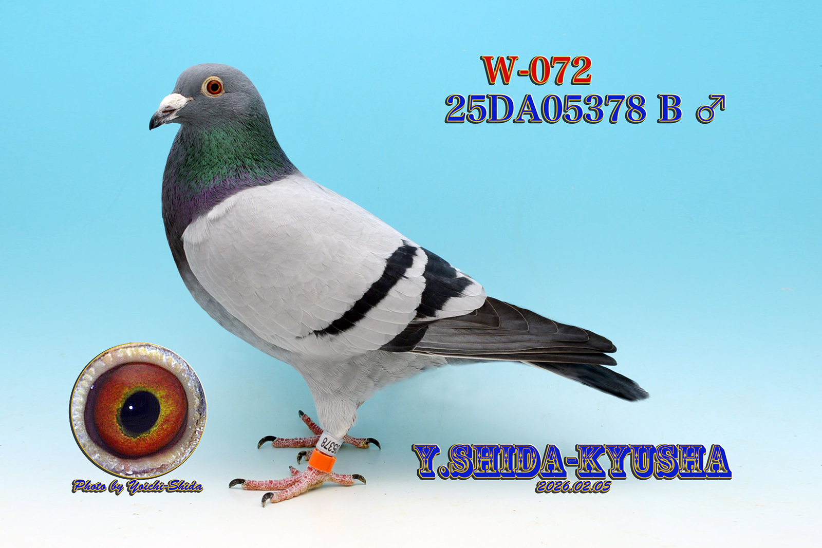 W-072 ����19�N�����{GN �����D���̑S�Z��❎���W�F���h�t������E��N�C�������e����