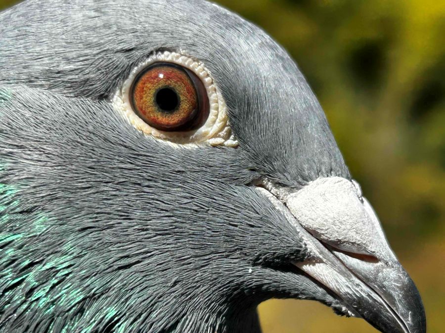 ���o�����[�s�W�������@�����I�@�����D�����e�����I�@�n���[�ߐe�I