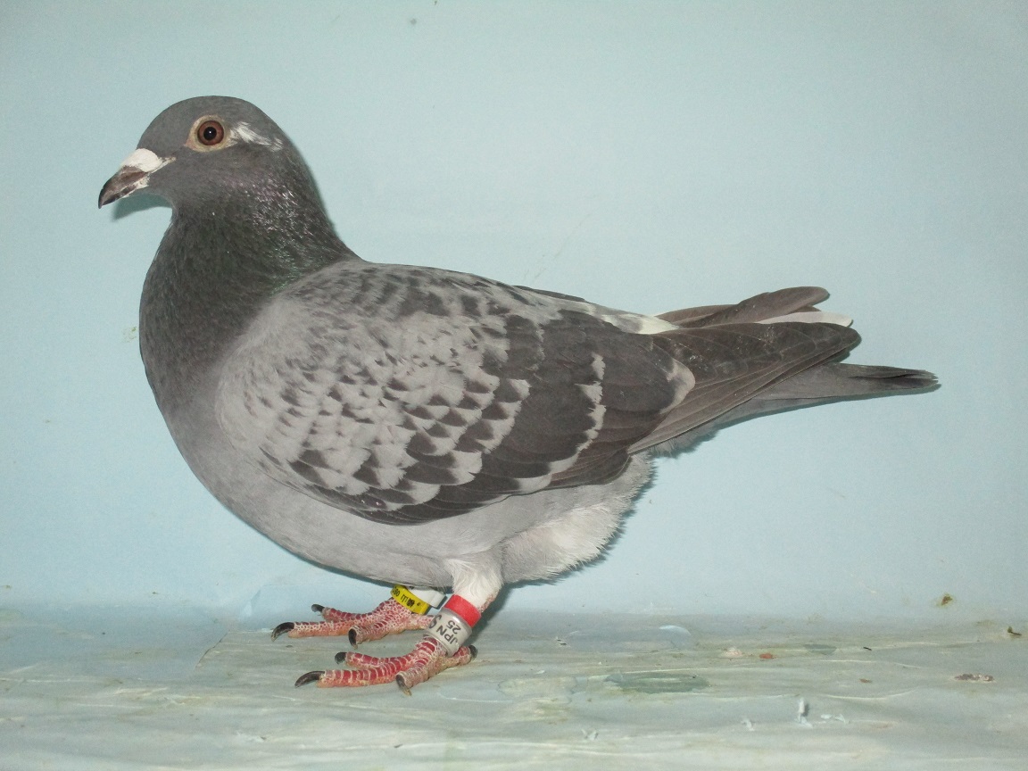 Pigeon Auction - 新着商品