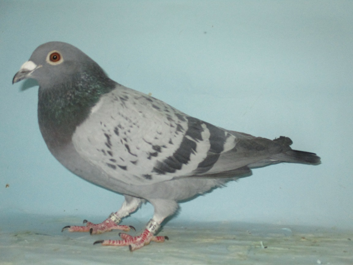 �W�m�[�N���P��f�r���E�v�����X�̑��~�W�m�[�N���P��f�r���E�v�����X�̋ߐe��