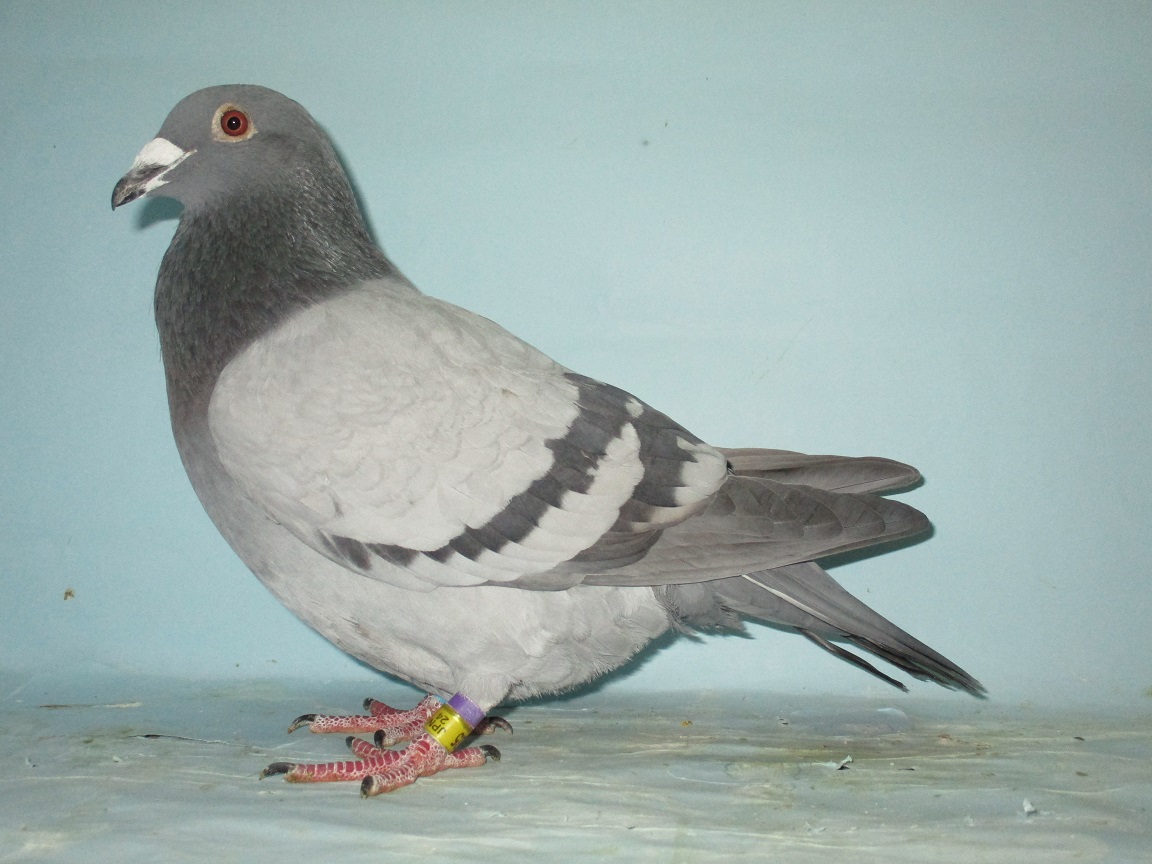 �`�D���[�h�z�t��A�����~�f�D�t�@���f�i�x�[���n�u���N�Z���̋ߐe