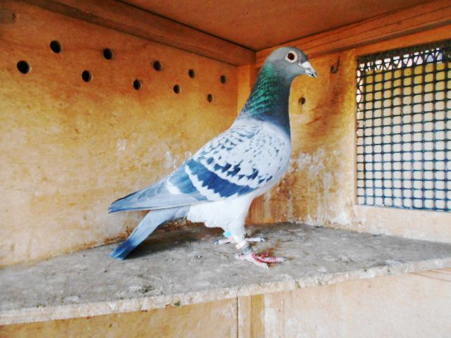 �A�����@�t�@��.�A�t�H�b�g�A�_�j�@15B-2004038�@�@BC�@���@���^�@�`��